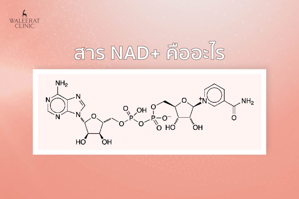 สาร NAD+ คืออะไร และจำเป็นอย่างไรต่อร่างกาย
